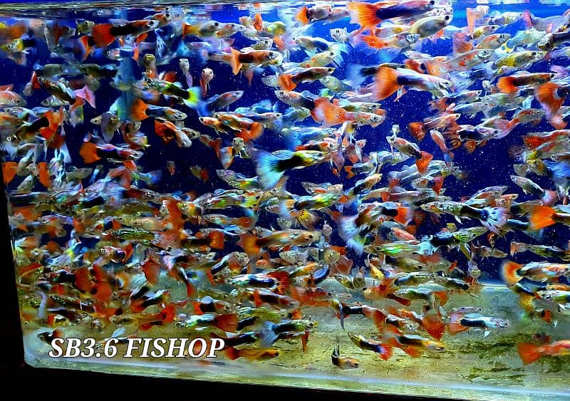32inch by 15inch only glass tank price 4000 1