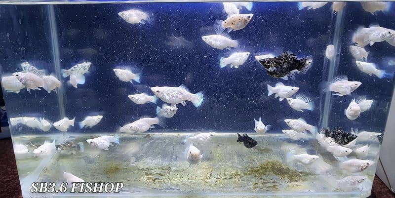 32inch by 15inch only glass tank price 4000 3