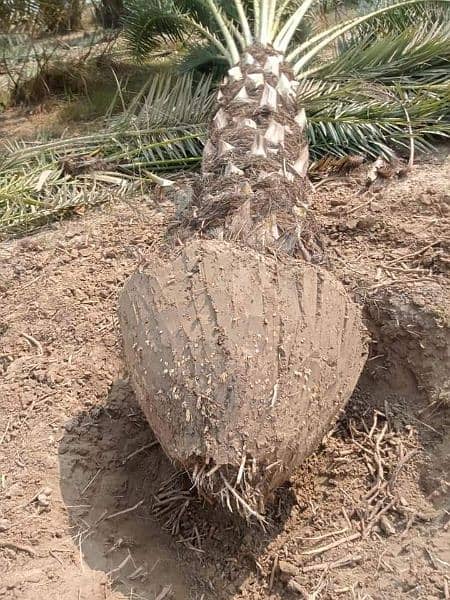 Date tree 2