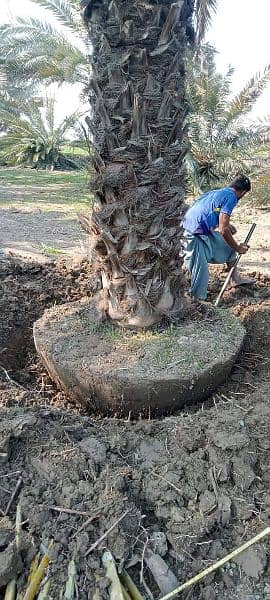 Date tree 4