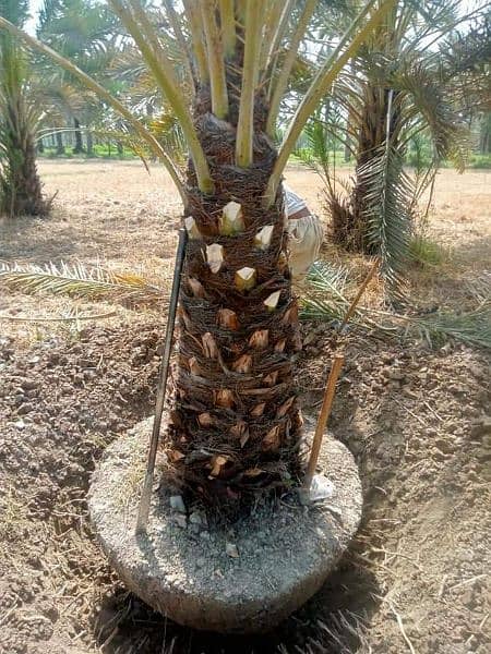 Date tree 5