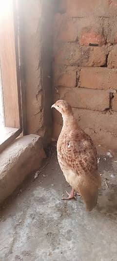 Dakhni
