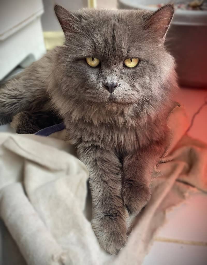 Persian Cat Male Trained, Good for Mating Cats 1080387608