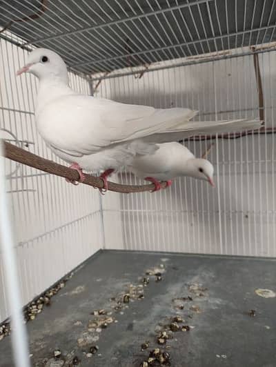 2 pairs of white dove available