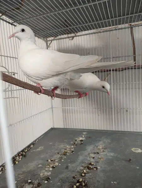 2 pairs of white dove available