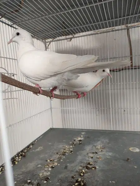 2 pairs of white dove available — photo 2