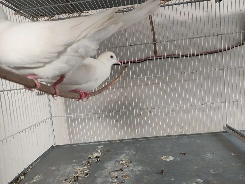 2 pairs of white dove available — photo 3
