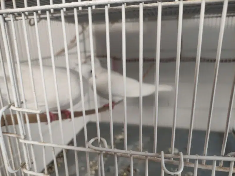 2 pairs of white dove available — photo 4