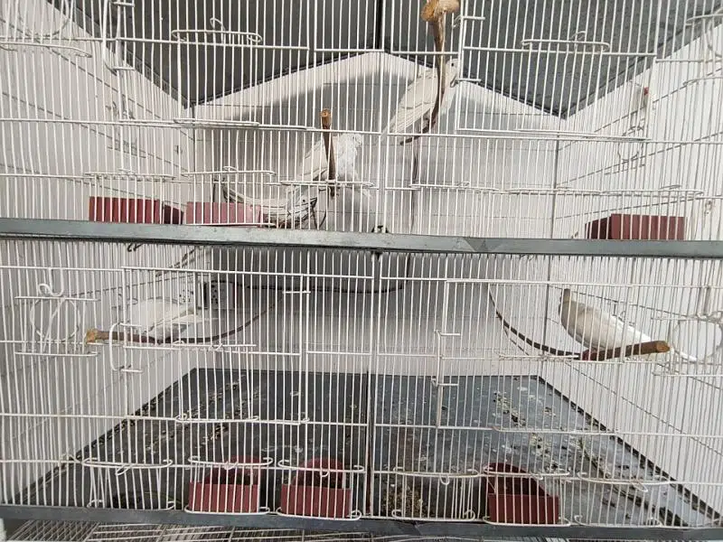 2 pairs of white dove available — photo 5