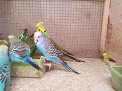 Australain budgie king size exhibition breeder