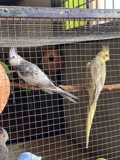 cocktail breeder pair available