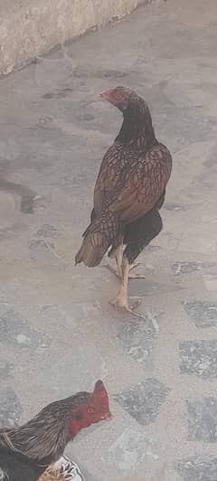 Aseel