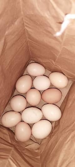 Fertile Eggs & Chicks Available 0