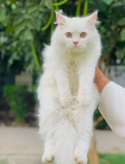 Persian punch face triple coated cat's and kitten's