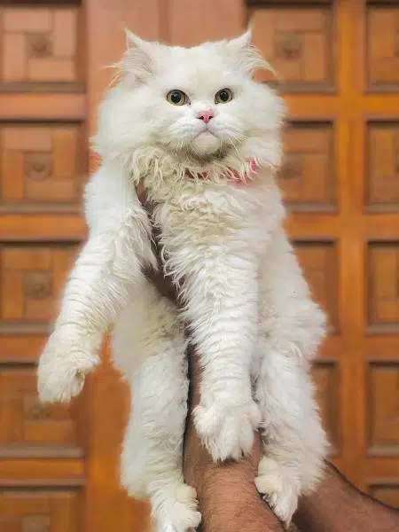 Persian punch face triple coated cat's and kitten's — photo 2
