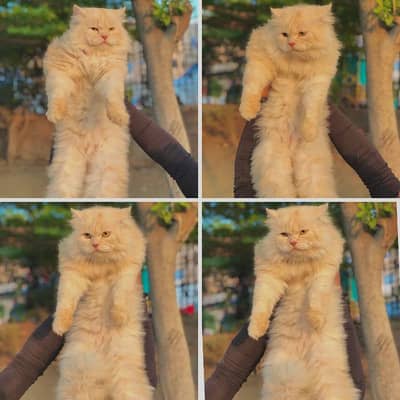 cash on delivery Persian punch face triple coated cat's and kitten's