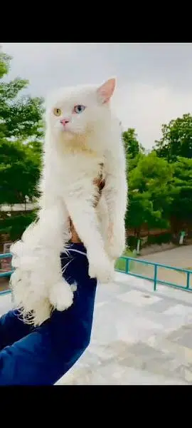 Persian punch face triple coated cat's and kitten's — photo 8