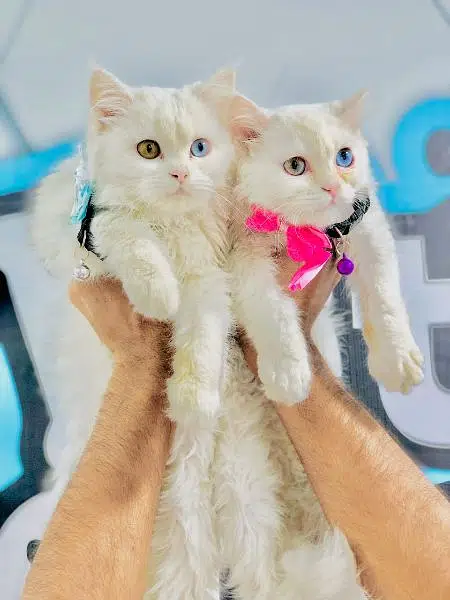 Persian punch face triple coated cat's and kitten's — photo 9