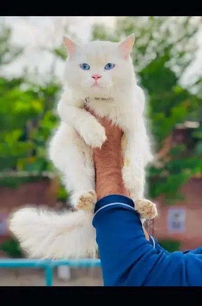 Persian punch face triple coated cat's and kitten's — photo 10