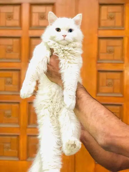 Persian punch face triple coated cat's and kitten's — photo 11