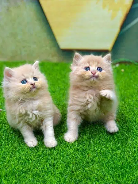 Persian punch face triple coated cat's and kitten's — photo 12
