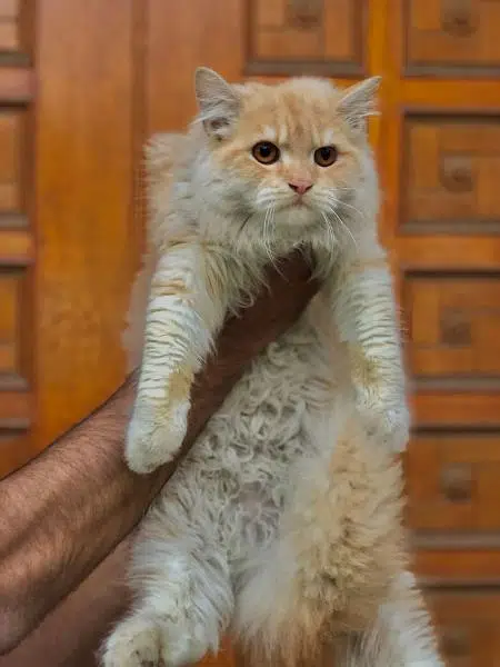 Persian punch face triple coated cat's and kitten's — photo 5