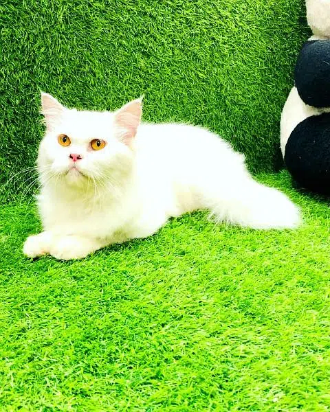 Persian punch face triple coated cat's and kitten's — photo 7