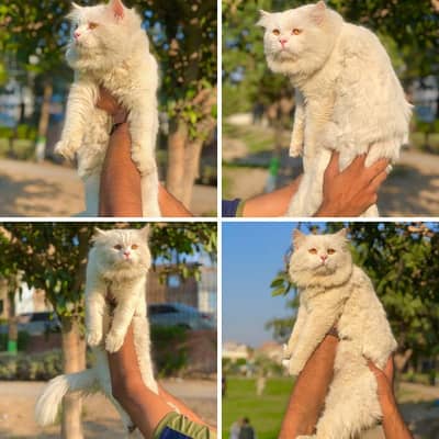 Persian punch face triple coated cat's and kitten's