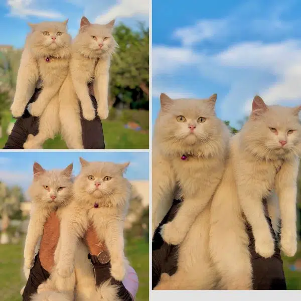 Persian punch face triple coated cat's and kitten's — photo 2