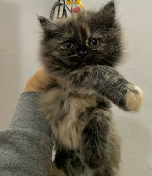 black female triple coated persian cat - Cats - 1080446981