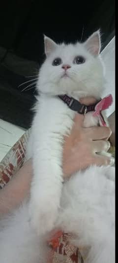 female percian cat for sale