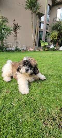 shitzu male puppy looking for new home