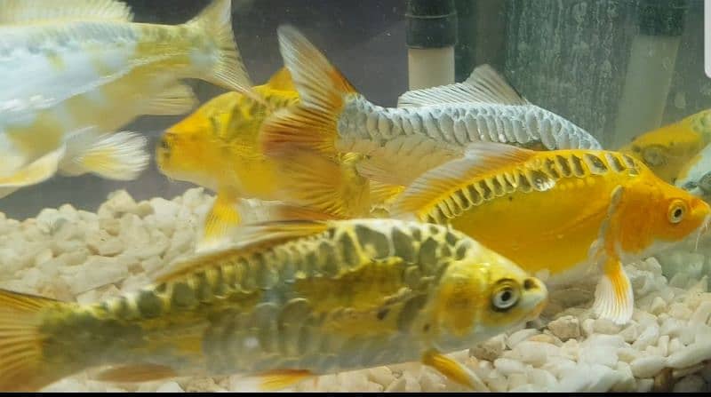 imported fishes new & use aquriums 15