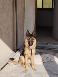German