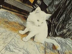 persian