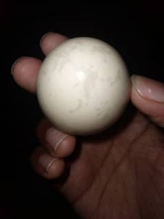 Indonesian Grey Tongue Ayam Cemani Chick | Egg | Tounge |