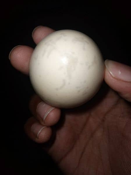 Indonesian Grey Tongue Ayam Cemani Chick | Egg | Tounge | 0