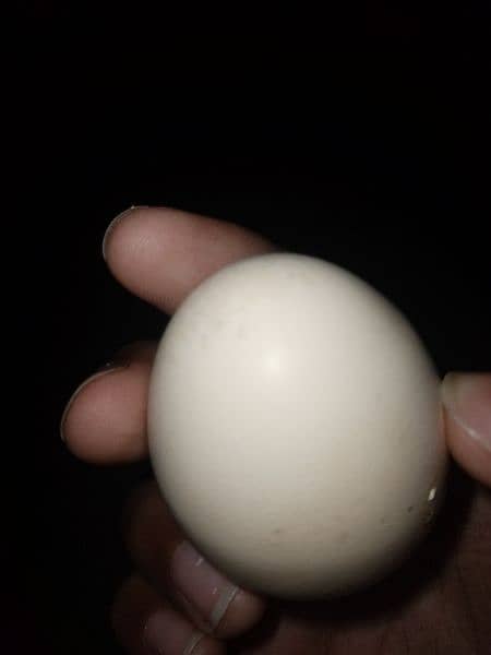 Indonesian Grey Tongue Ayam Cemani Chick | Egg | Tounge | 2