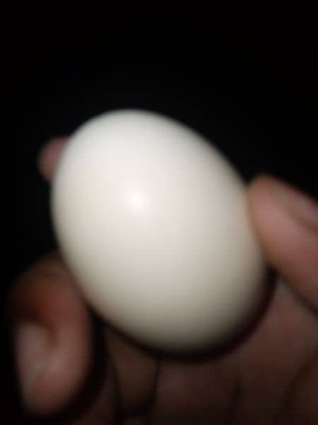 Indonesian Grey Tongue Ayam Cemani Chick | Egg | Tounge | 4