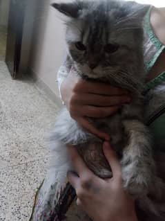 persian cat 1.5 year