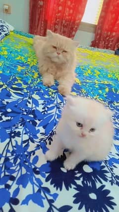 Olx kittens hot sale for sale