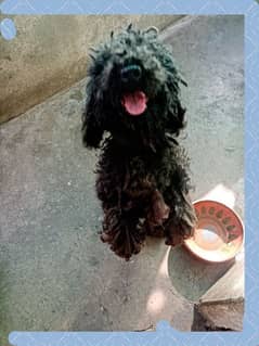 Toy poodle best sale for sale olx