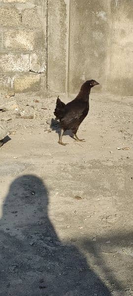 Ayman cemani for sale 2