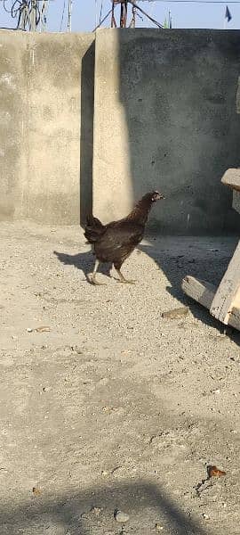 Ayman cemani for sale 4