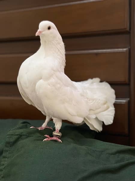 white lakka kabootar breeder pair ! - Pigeons - 1080518599