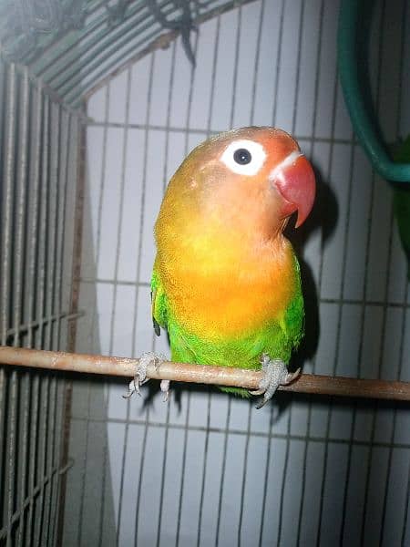 bajri parrot urjant sale under size healthy and active pairs 18