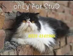 Piki Face persian cat Male only for mating stud service 0