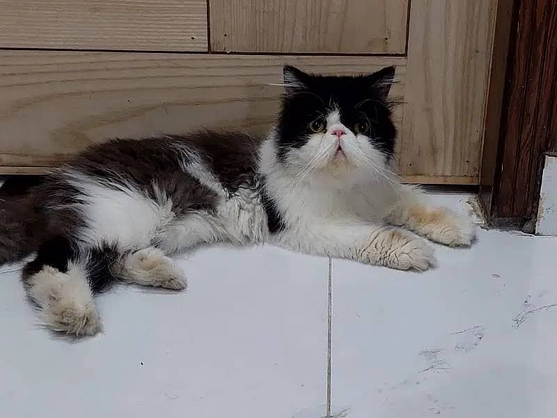 Piki Face persian cat Male only for mating stud service 1