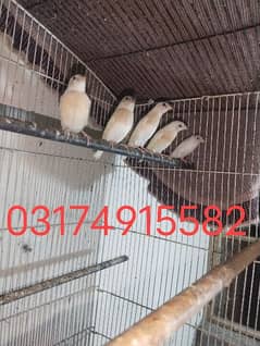 Finches