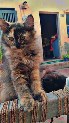Persian